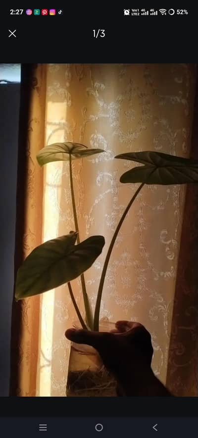 Long Petiole indoor Elephant ear plant