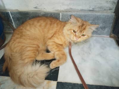 Urgent Sell Male cat