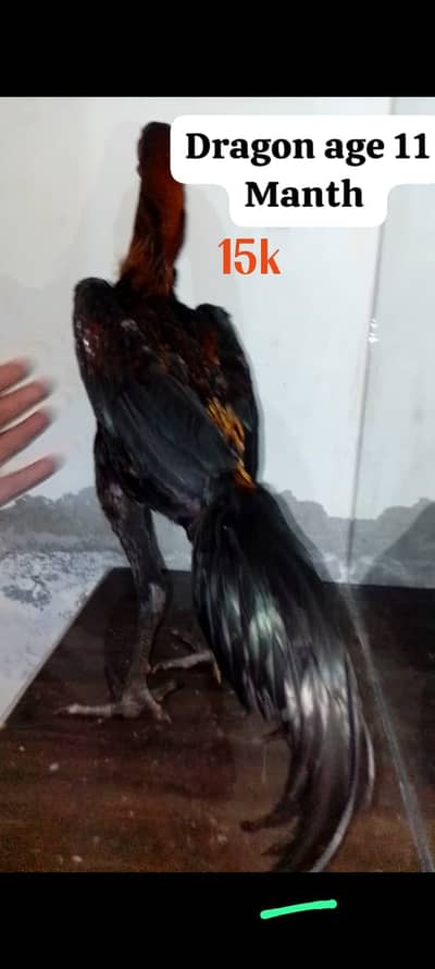 dragon aseel \ call : 03714282948