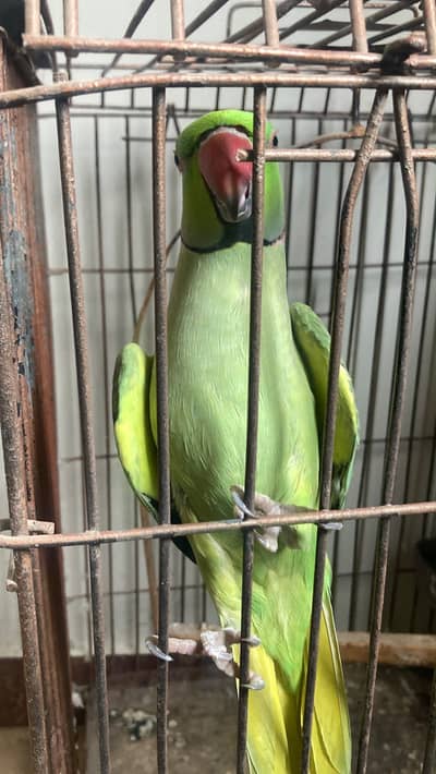 RINGNECK GREEN PARROT