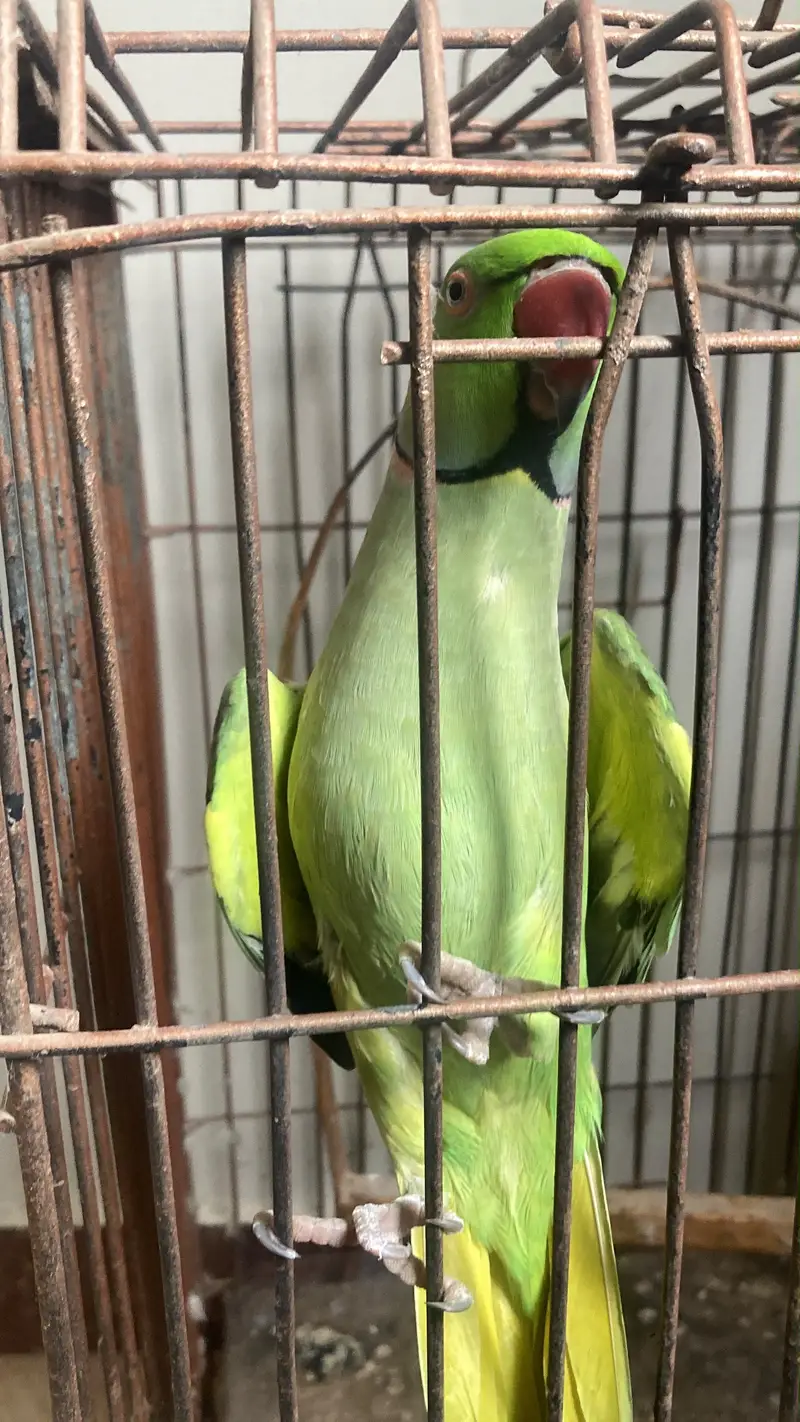 RINGNECK GREEN PARROT — photo 2