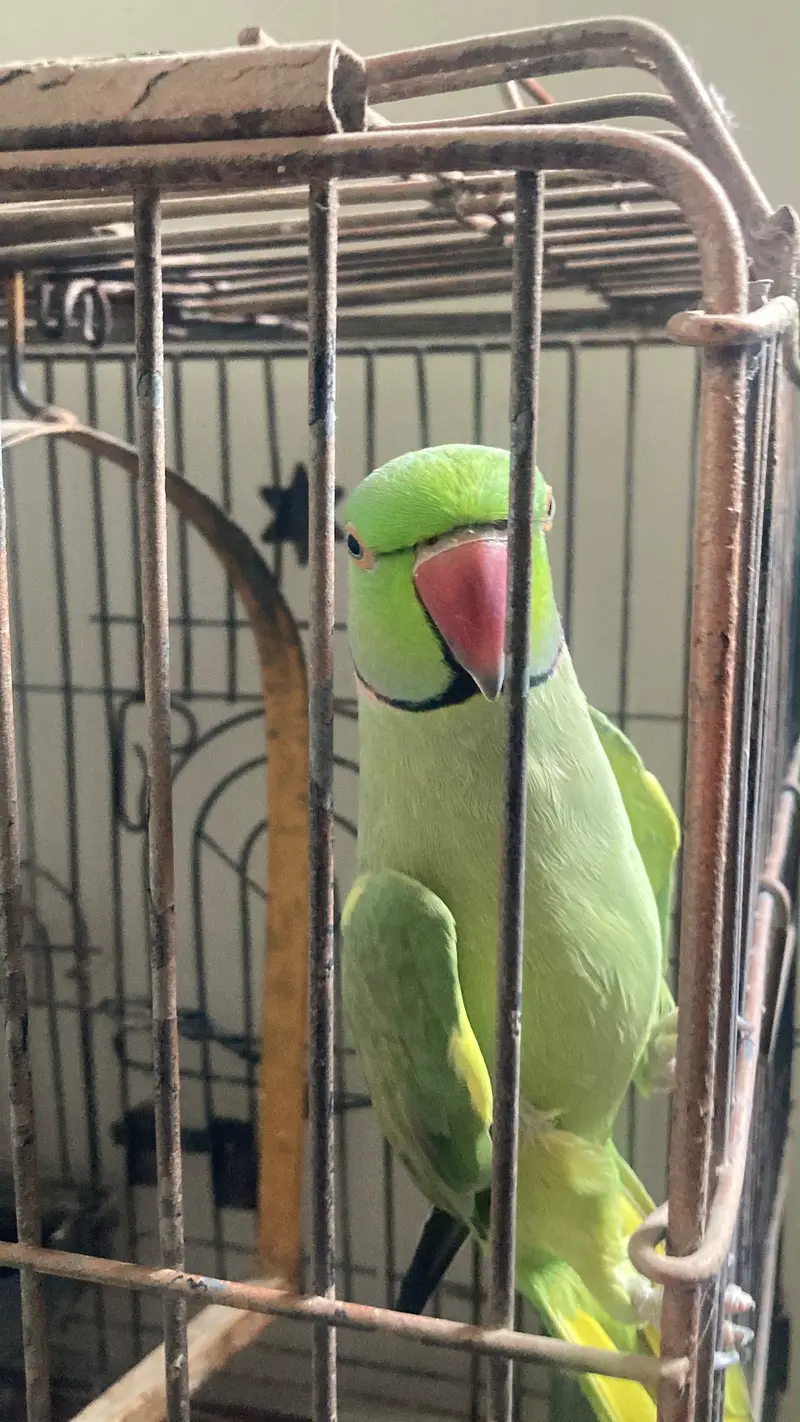 RINGNECK GREEN PARROT — photo 3