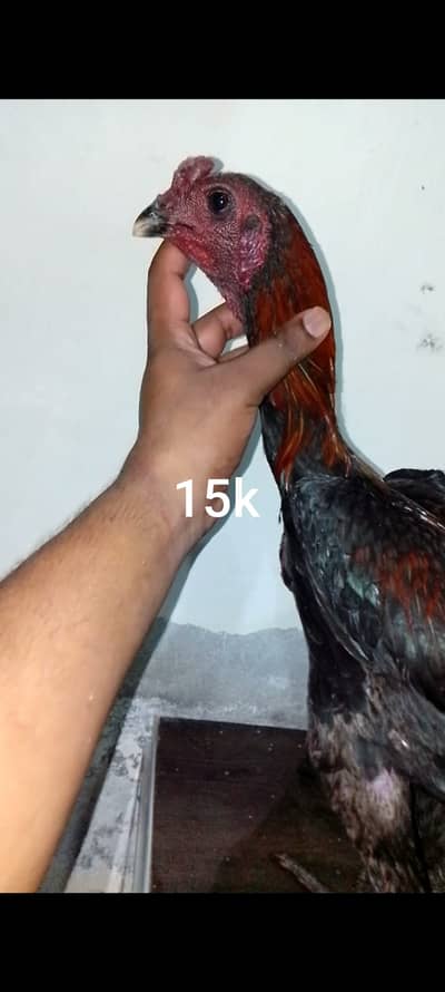 aseel |Indian dragon |black ,blue ,red , ice blue dragon | 03714282948