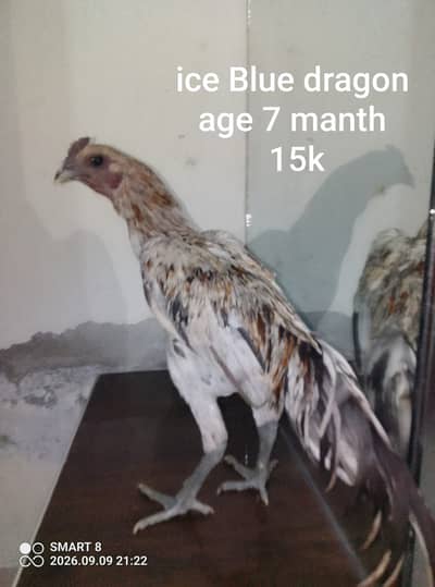 dragon aseel |chicks | patha , pathi , breeder | 03714282948