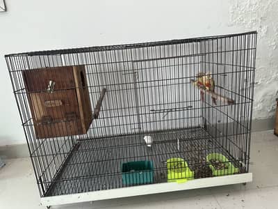 Pineapple conure