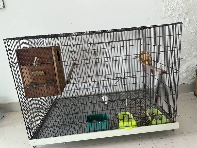 Pineapple conure 0