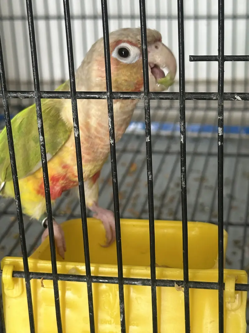 Pineapple conure — photo 2