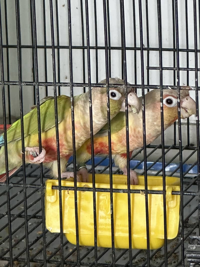 Pineapple conure 3