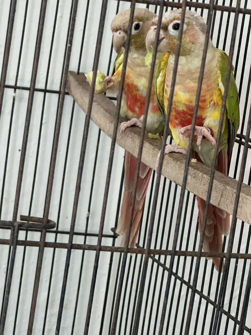 Pineapple conure 4
