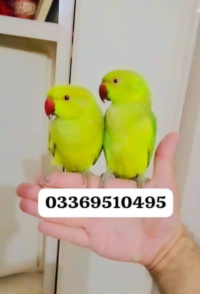 Green ringneck parrots handtame pair