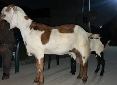 Mashallah Umda Nasal Ki Pyari Bakri Shoqeen Log Rabta Karein!