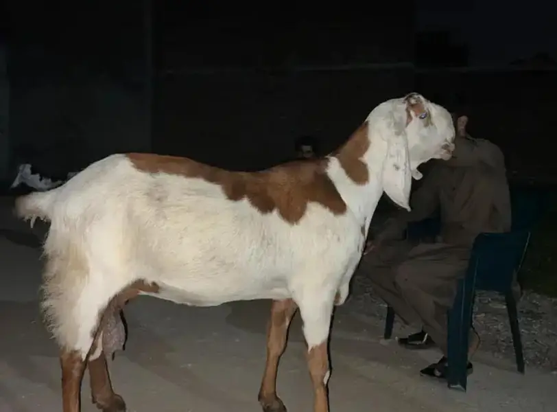 Mashallah Umda Nasal Ki Pyari Bakri Shoqeen Log Rabta Karein! — photo 2