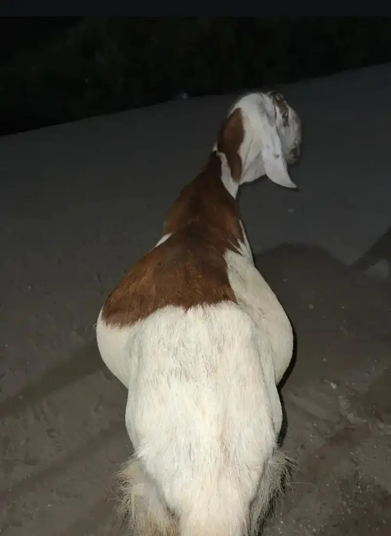 Mashallah Umda Nasal Ki Pyari Bakri Shoqeen Log Rabta Karein! — photo 3