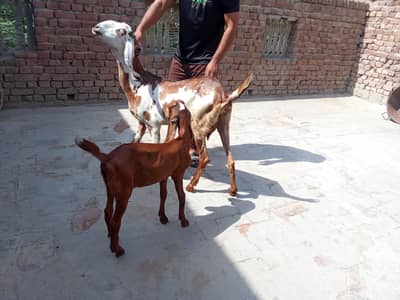 Desi bakri with female kid