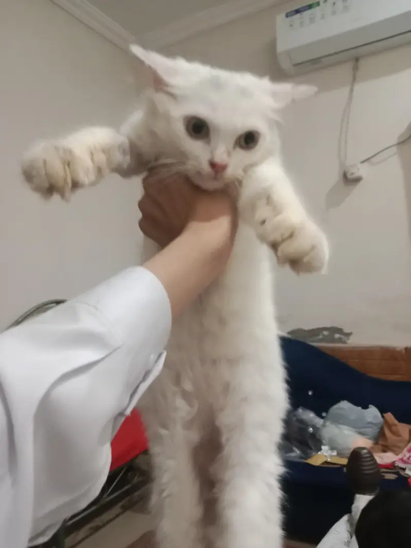 kitten for sale — photo 2