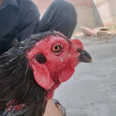Aseel male for sale