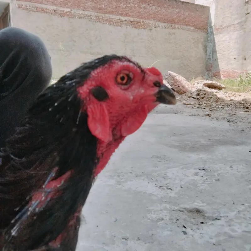 Aseel male for sale — photo 2