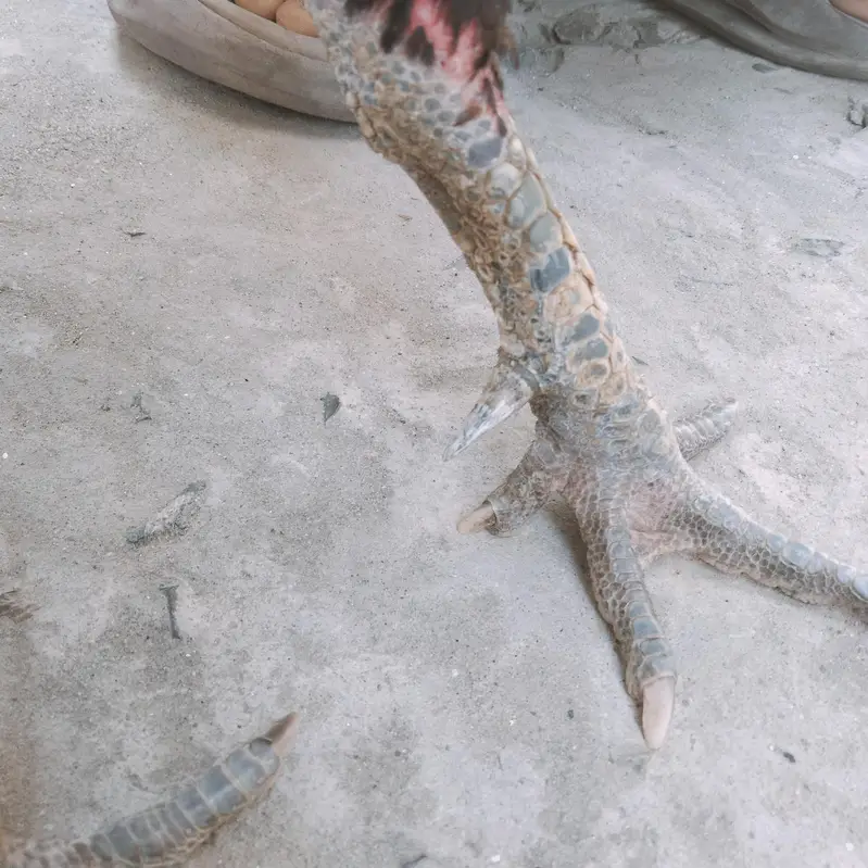 Aseel male for sale — photo 3