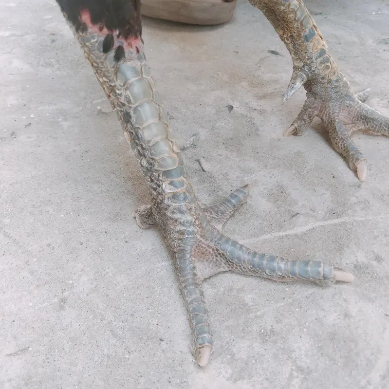 Aseel male for sale — photo 4