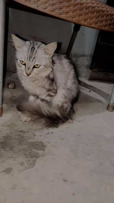cat for sale