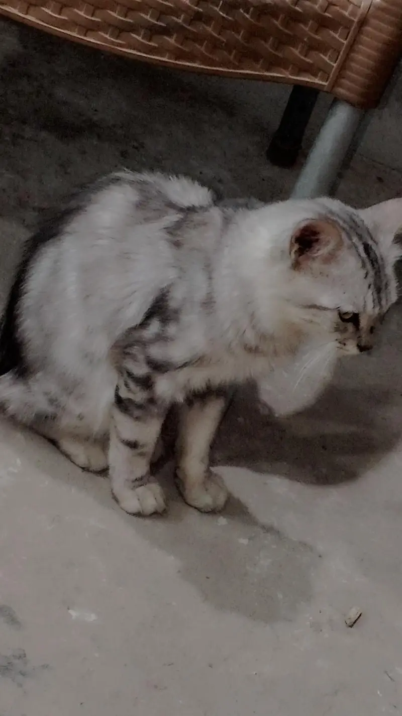cat for sale — photo 2