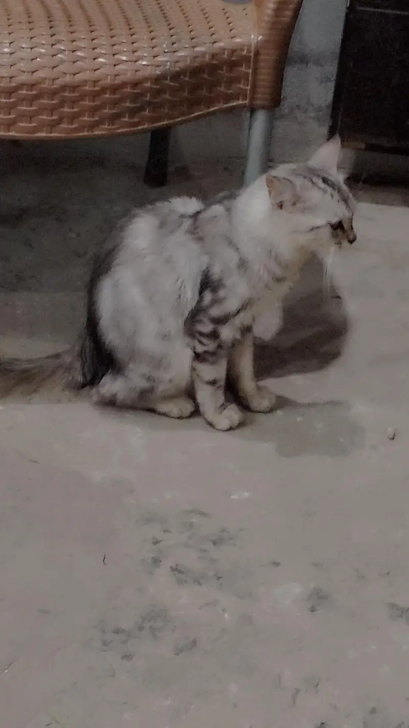 cat for sale — photo 3