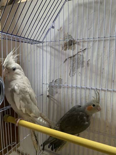 Cockateil pair