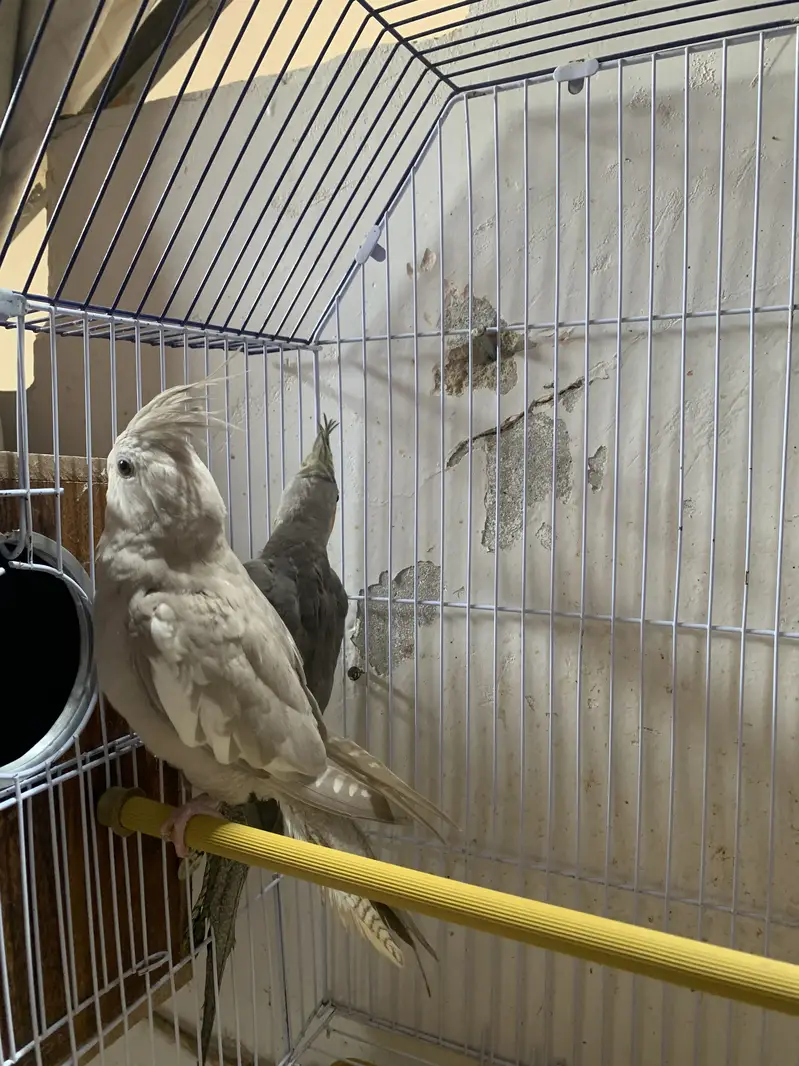 Cockateil pair — photo 2