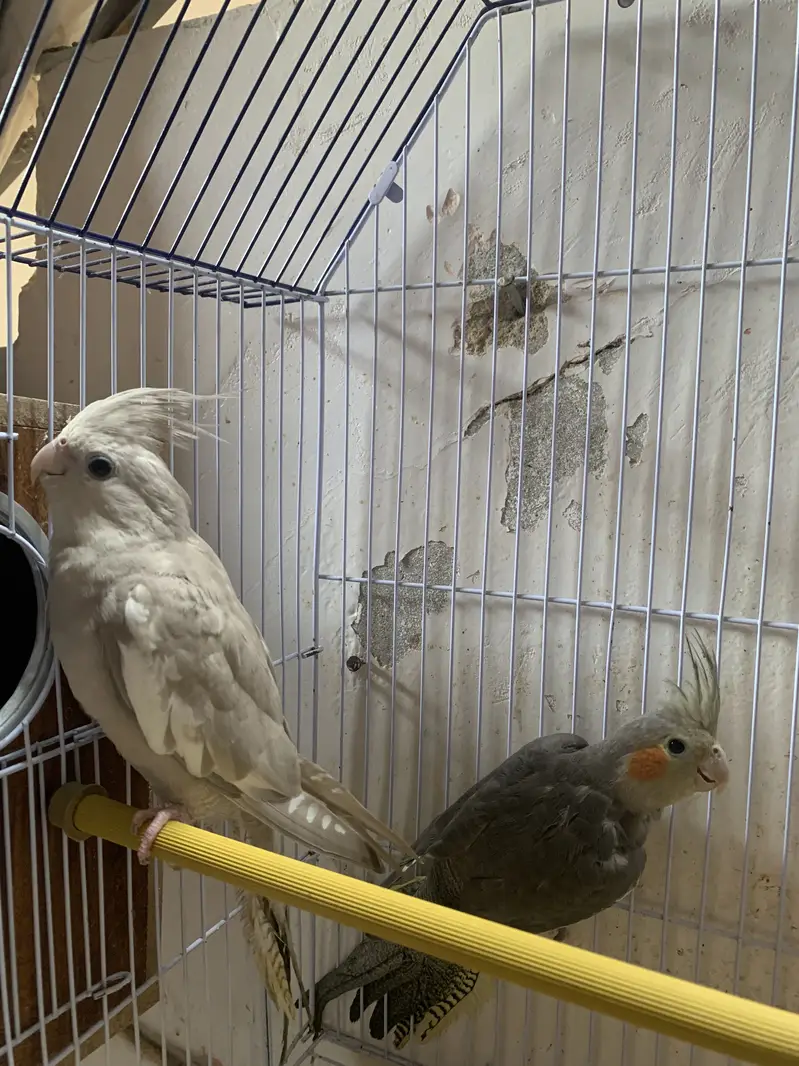 Cockateil pair — photo 3