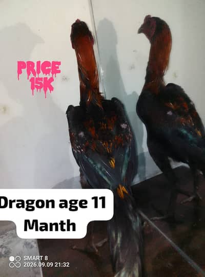 dragon  aseel | aseel dragon | Idragon aseel chicks | 03714282948