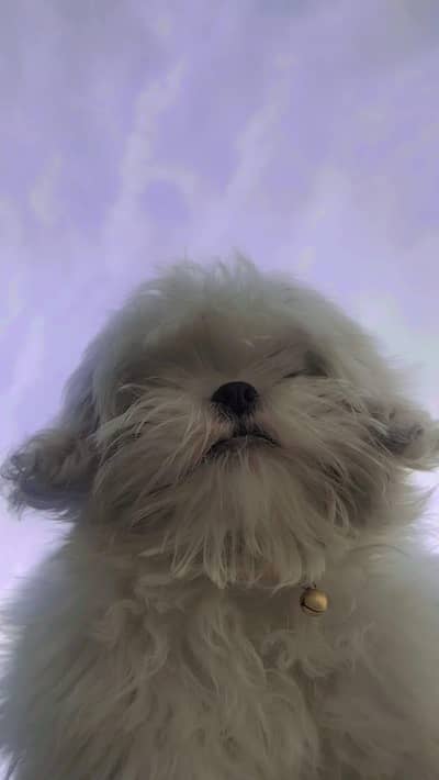 Healthy & Playful 18-Month White Shih Tzu Male | Ready for New Home