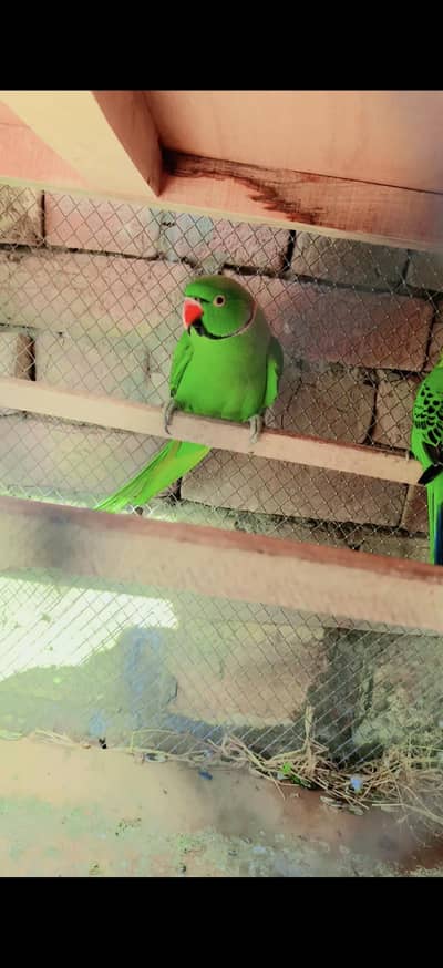 Parrot