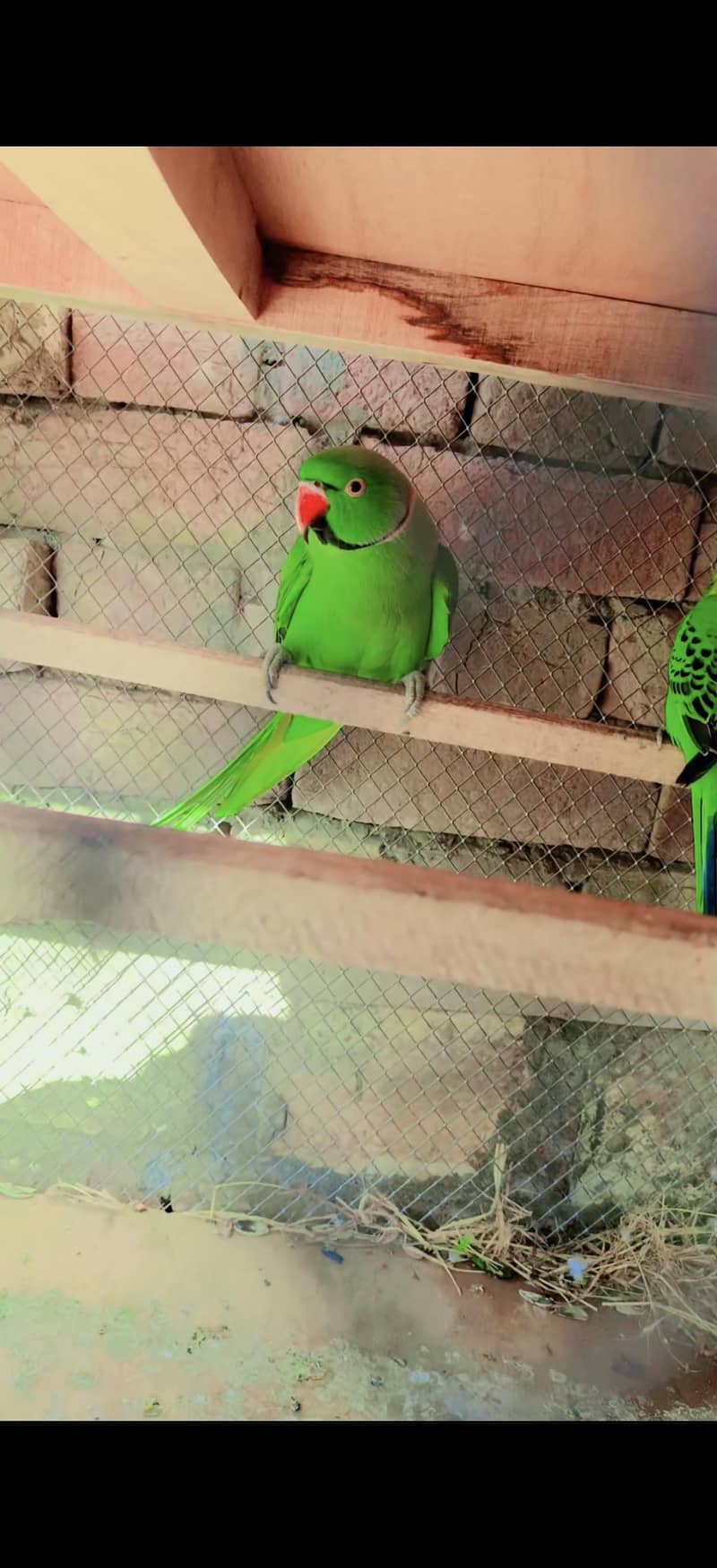 Parrot 0