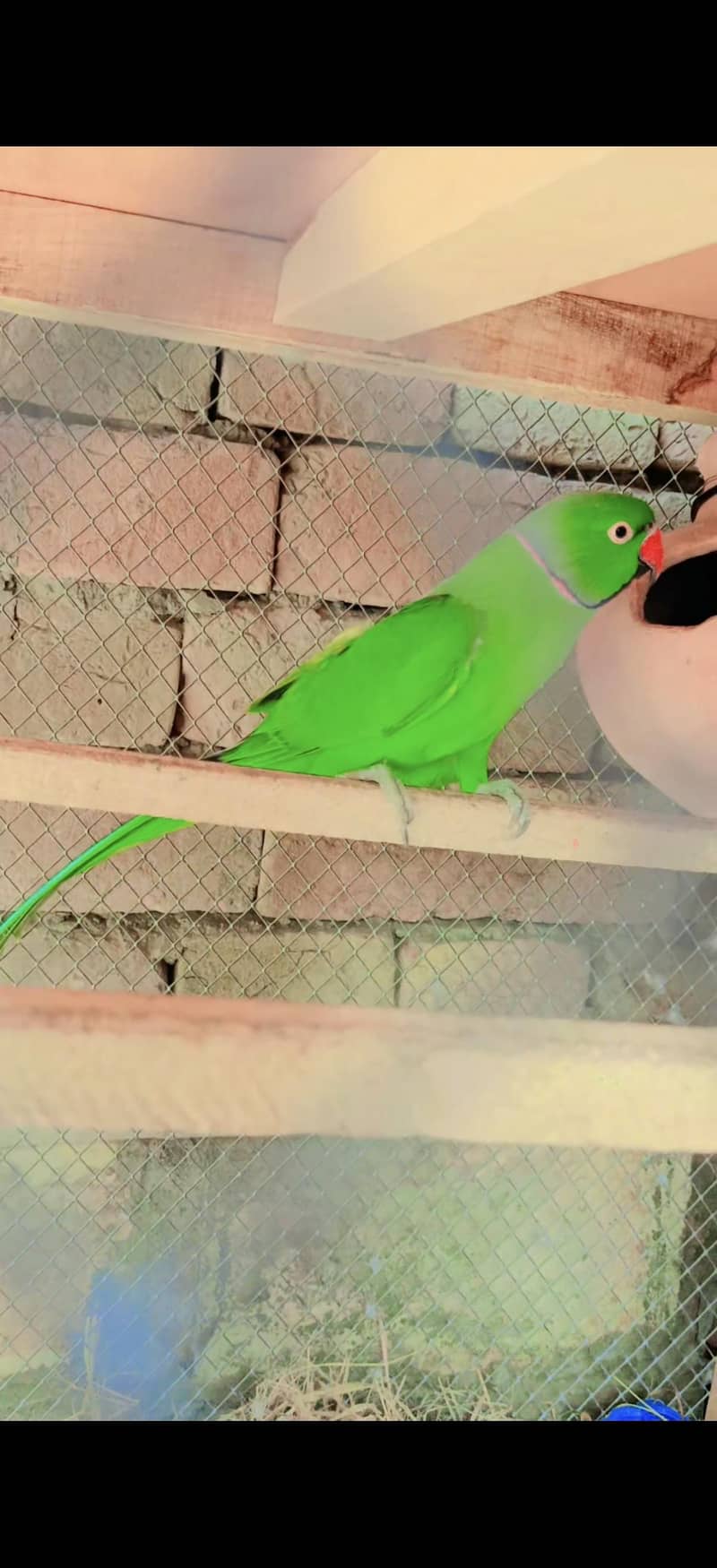 Parrot 1