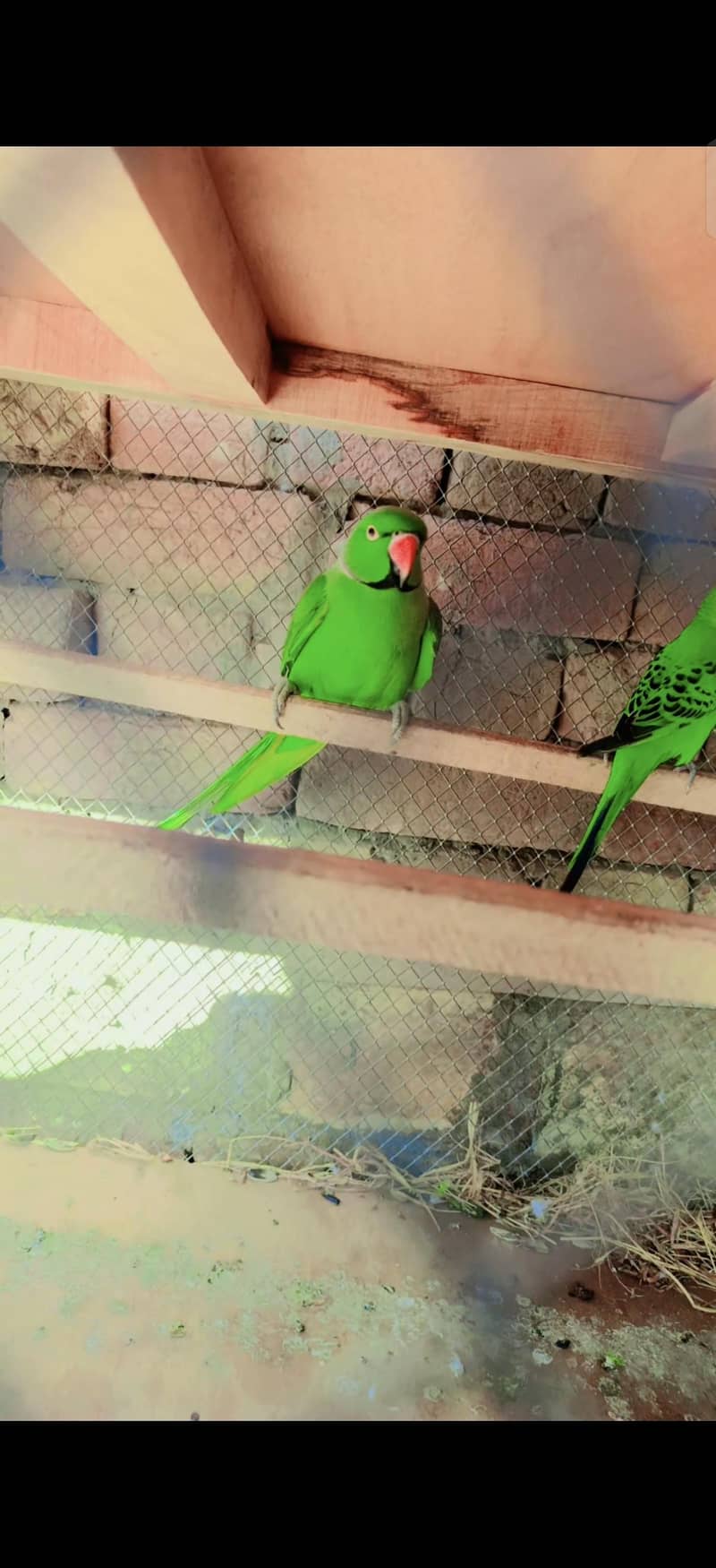 Parrot 2