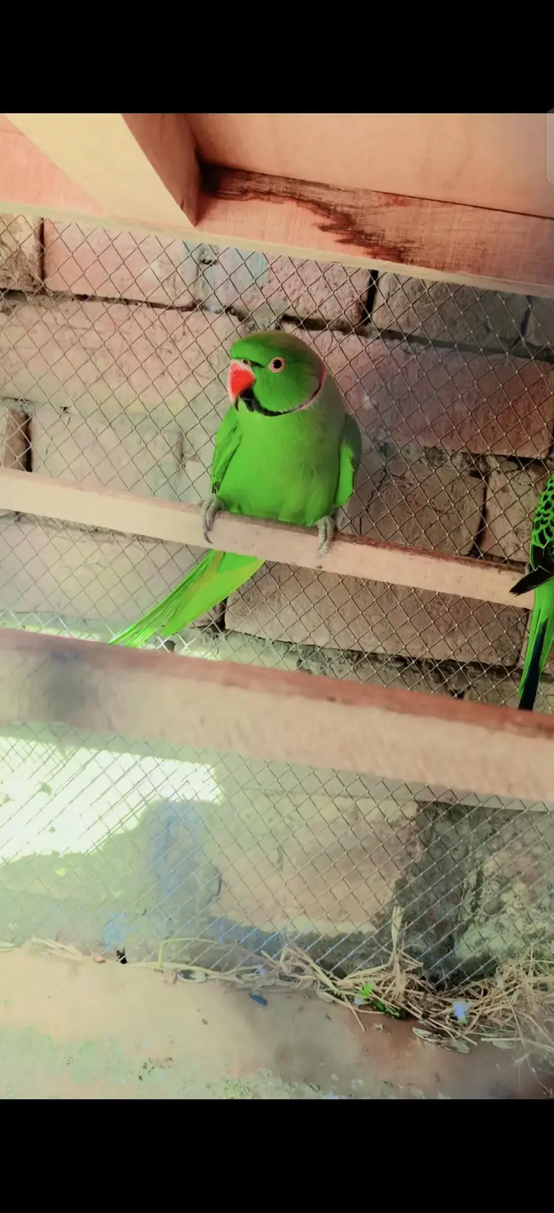 Parrot — photo 4