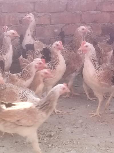​​Dandarawi hen / Dandarawi Chicken / ​Dandarawi pathi , patha / eggs