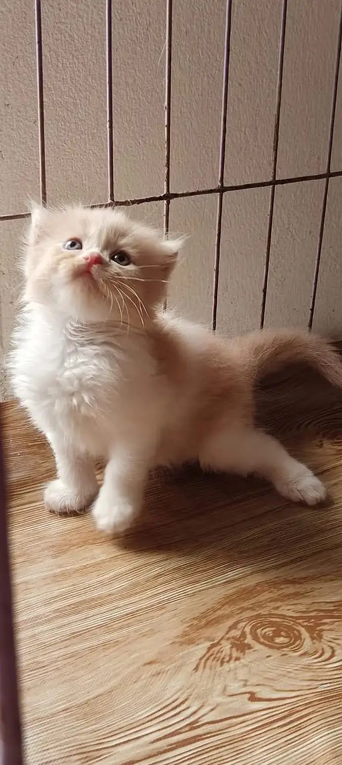 Quality Persian Punchface cat & kitten. moreWhatsApp 03704601257 — photo 2