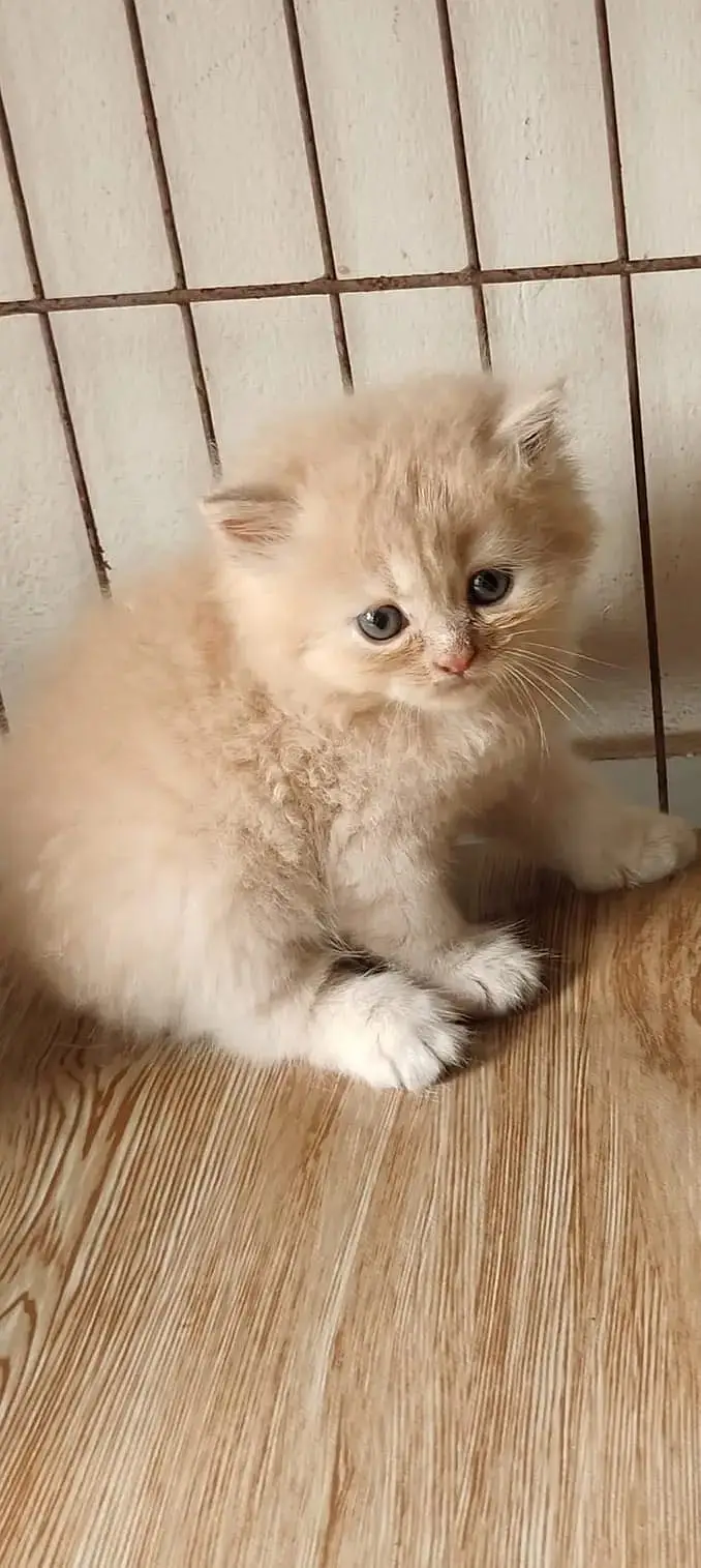 Quality Persian Punchface cat & kitten. moreWhatsApp 03704601257 — photo 3