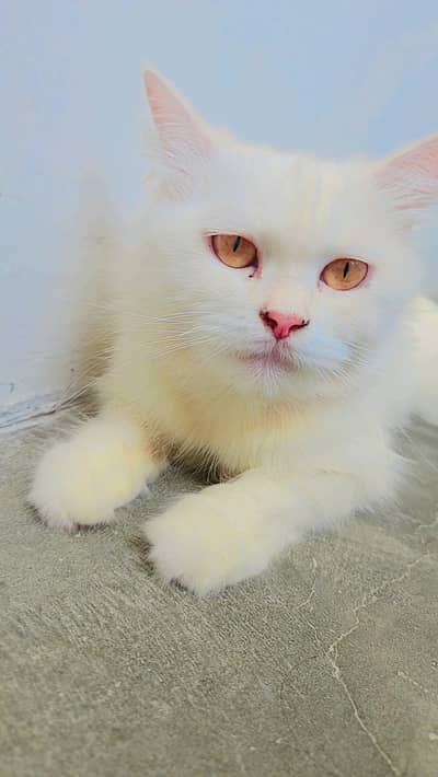 Russian breed cat