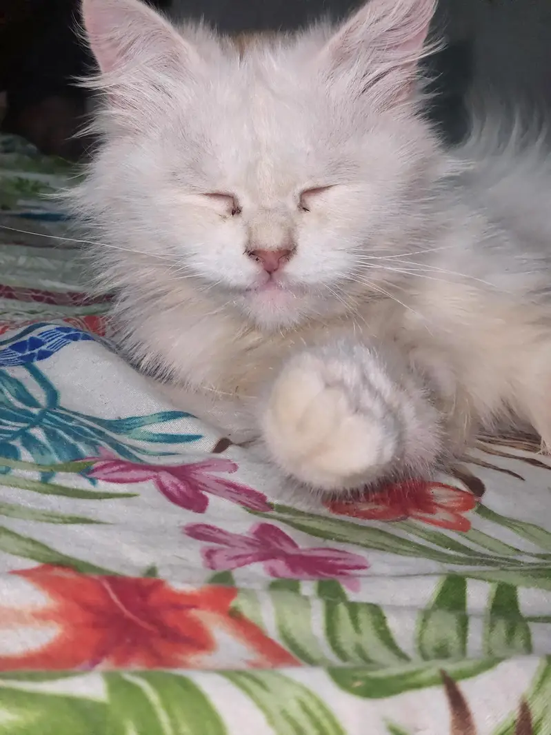 Russian breed cat — photo 2