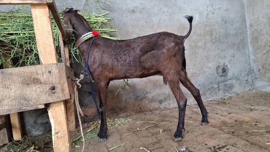 bakri/path/bakra/bakri