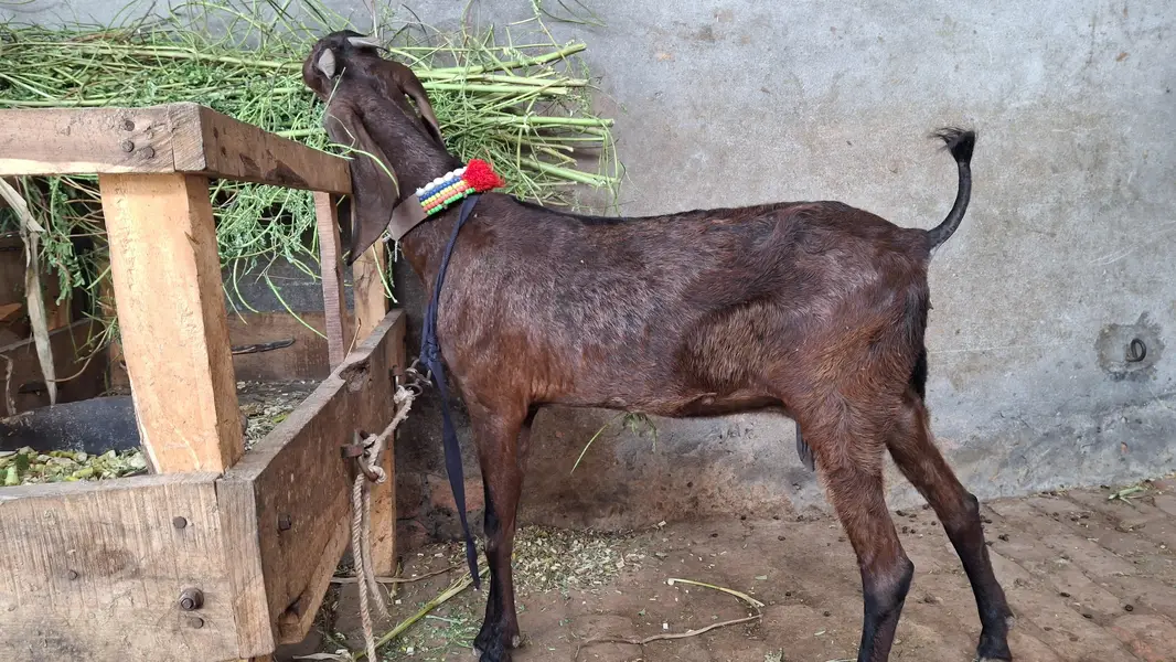 bakri/path/bakra/bakri — photo 2