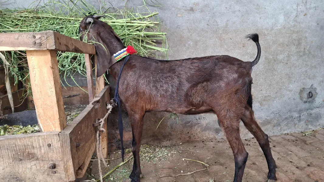 bakri/path/bakra/bakri — photo 3