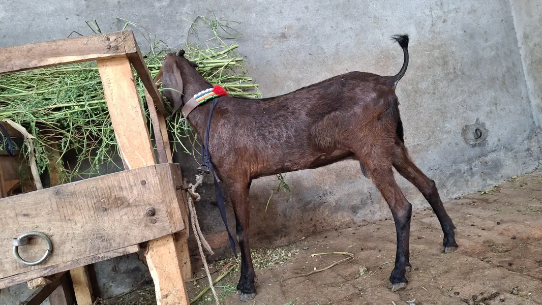 bakri/path/bakra/bakri — photo 6