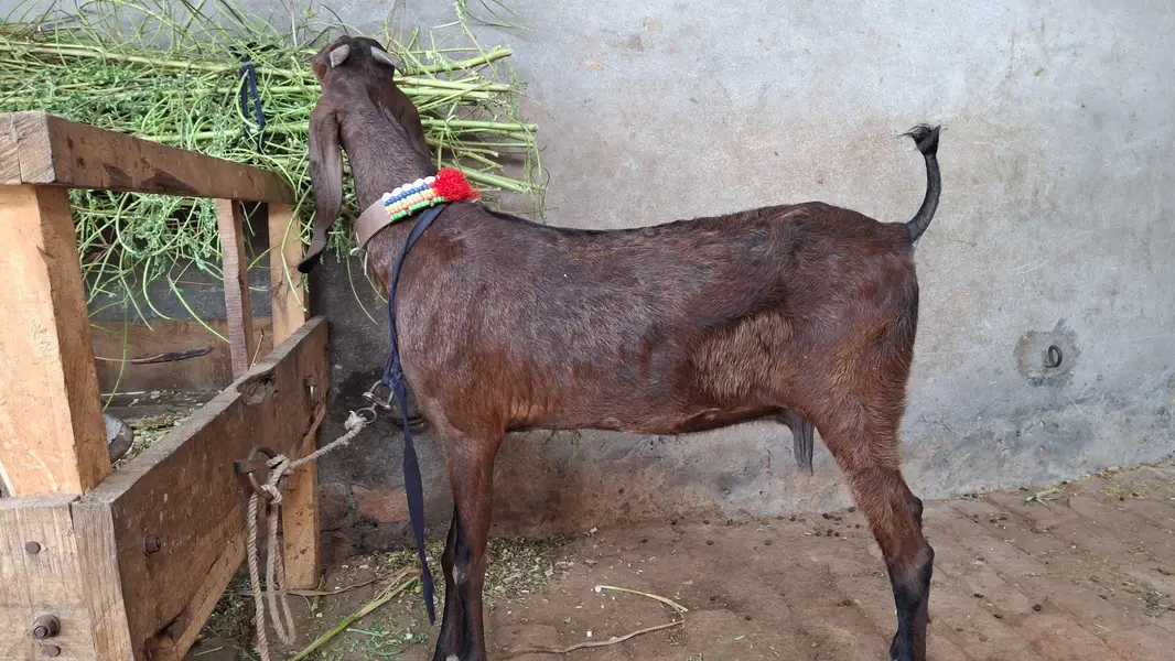 bakri/path/bakra/bakri — photo 7