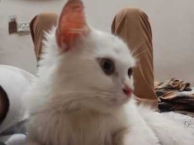kitten for sale