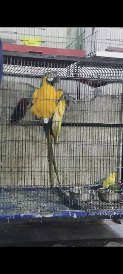 Blue and Gold Macaw Female