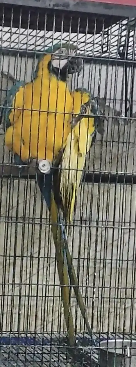 Blue and Gold Macaw Female — photo 2