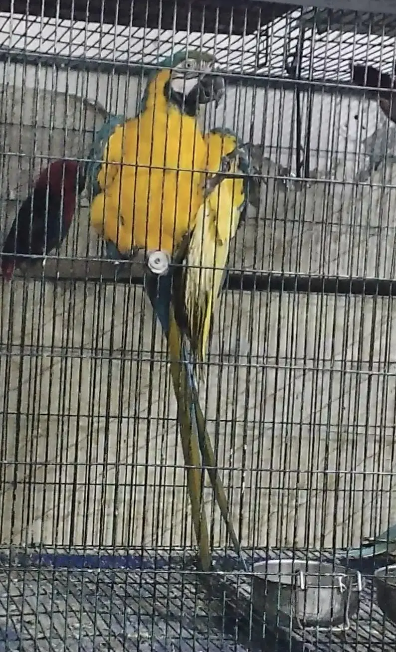 Blue and Gold Macaw Female — photo 3